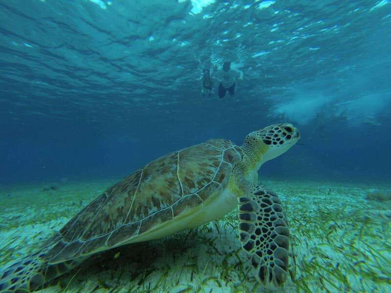 Cozumel, El Cielo: 4-Hour Private Tour - Rules and small restrictions: how to avoid annoying surprises