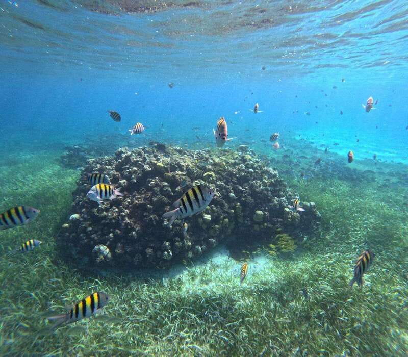 Cozumel, El Cielo: 4-Hour Private Tour - Meeting El Mayor Snorkeling Tours: where the boat is and what to say