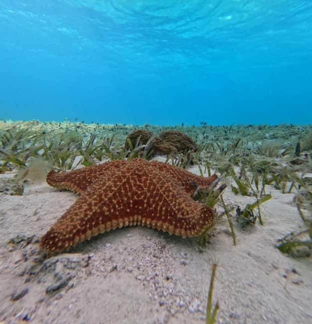 Cozumel, El Cielo: 4-Hour Shared Snorkeling Tour - Palancar and El Cielo in 4 hours: what you really get