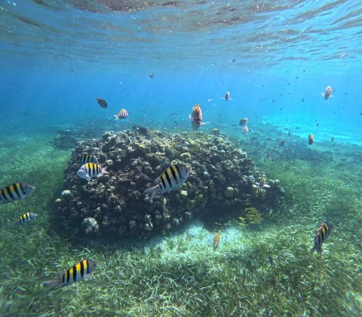 Cozumel, El Cielo: 4-Hour Shared Snorkeling Tour - Meeting at El Mayor, and the small rules that affect comfort