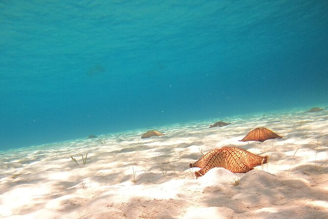 Cozumel El Cielo Snorkeling Tour - Palancar Reef Stop: When Wildlife Chances Usually Improve