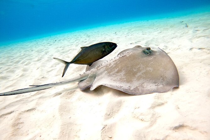 Cozumel El Cielo Snorkeling Tour - El Cielo Coral Reef: Short Snorkel, Big Expectations