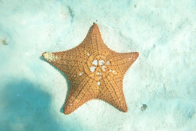 Cozumel El Cielo Snorkeling Tour - El Cielito Beach Time: The Real Reward After the Reefs
