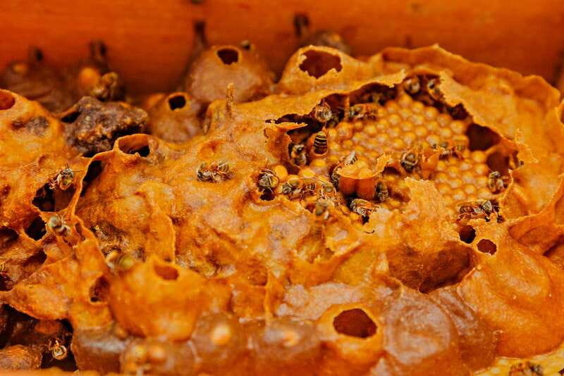 Cozumel: General Entrance to Mayan Bee Sanctuary - Price, Time, and Value on Cozumel Island Days