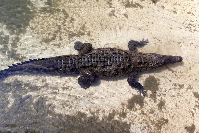 Cozumel National Park and Beach Break: Private Tour - What Lunch and Drinks Look Like on This Tour