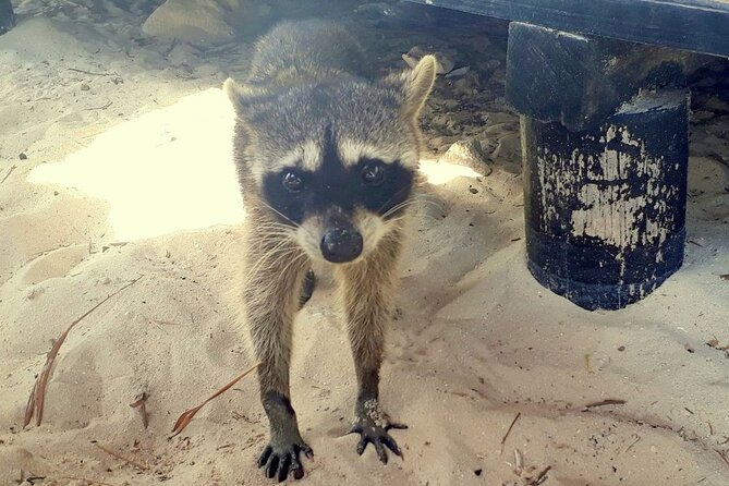Cozumel National Park and Beach Break: Private Tour - Wildlife and Beach Vibes, What You Might Actually Spot