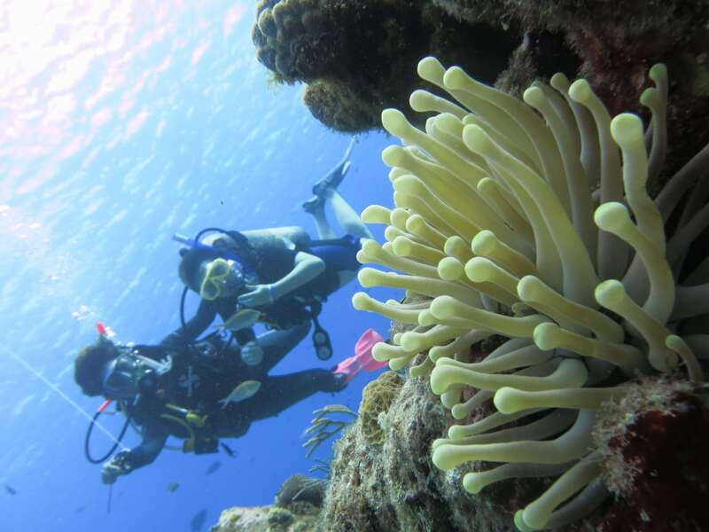 Cozumel: One Tank Scuba Dive and Full Chankanaab Park Access - How Long You Are Really in the Water (and What the One-Tank Format Means)