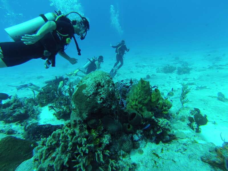 Cozumel: One Tank Scuba Dive and Full Chankanaab Park Access - Price and Value: What $63 Includes, and What Costs Extra