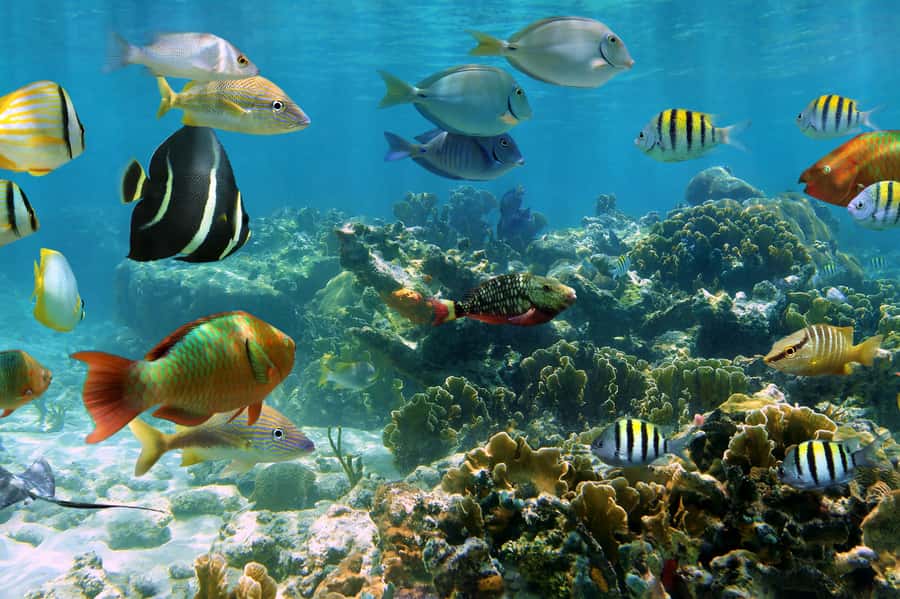 Cozumel: Palancar, Columbia and El Cielo Reefs Snorkel Tour - Playa El Cielo and Playa el Cielito: The 1-Hour Guided Stop