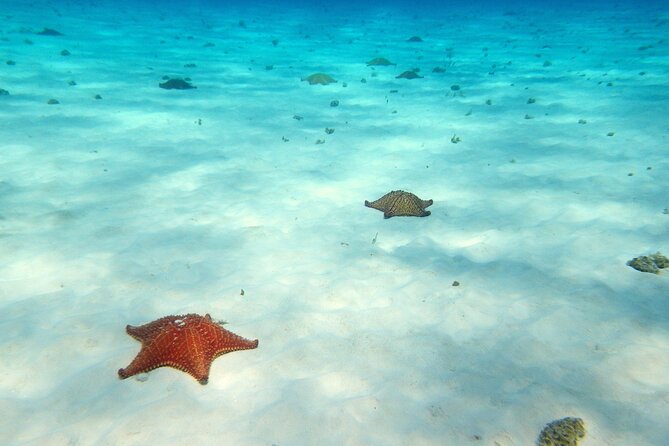 Cozumel Private 4-hour Boat Tour to El Cielo with Snorkeling - Why this Cozumel private boat tour is built for real relaxation