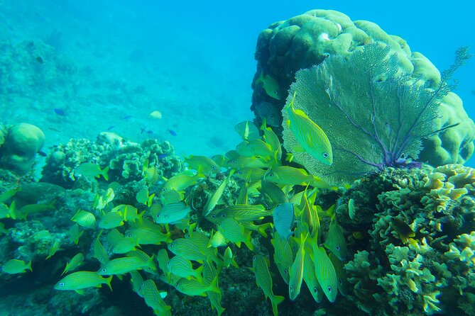 Cozumel Reef Snorkeling Tour - The crew experience: where the best moments usually happen