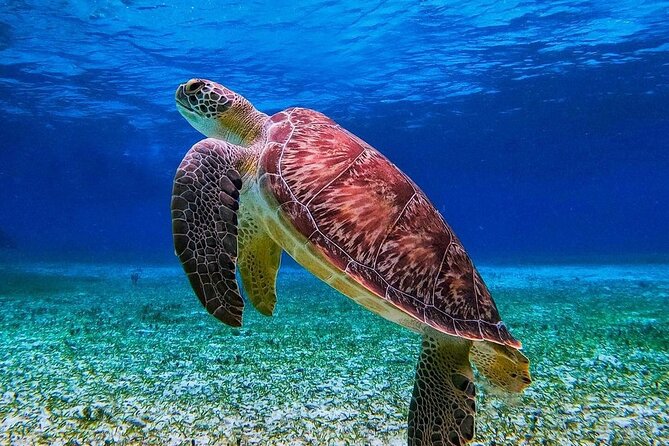 Cozumel's Reefs in El Cielo, Palancar and Columbia Guided Tour - Palancar Reef and sea turtles: how to watch without rushing