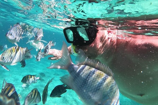 Cozumel's Reefs in El Cielo, Palancar and Columbia Guided Tour - Price, the port fee, and what your money actually covers