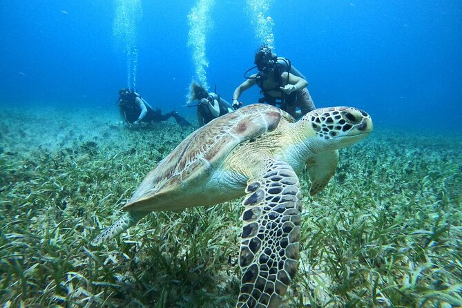 Cozumel Scuba Dive at Chankanaab - First Timer Win: Why Chankanaab Fits Your Intro SCUBA Goals