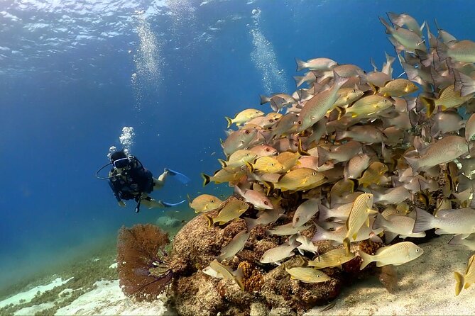 Cozumel Scuba Dive at Chankanaab - Chankanaab Park Time: Loungers, Locker, and a Sanity-Saving Setup