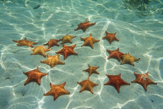 Cozumel Sea Safari Snorkeling Tour - Price and what $129 really covers (plus the ferry add-on)