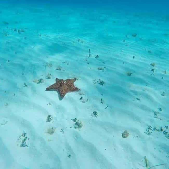 Cozumel: snorkeling on reefs + visit to "El Cielo" - Columbia Reef swim: where you look for turtles, parrotfish, and coral variety