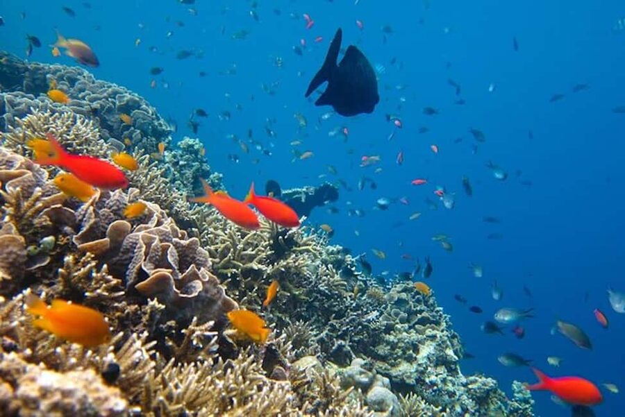 Cozumel: snorkeling on reefs + visit to "El Cielo" - Who this is best for, and who should skip it