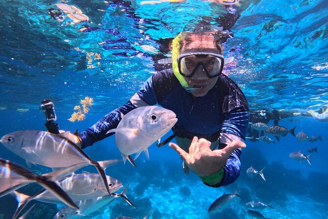 Cozumel Snorkeling Reef Experience with Ceviche and Beers - Key Highlights Worth Planning For