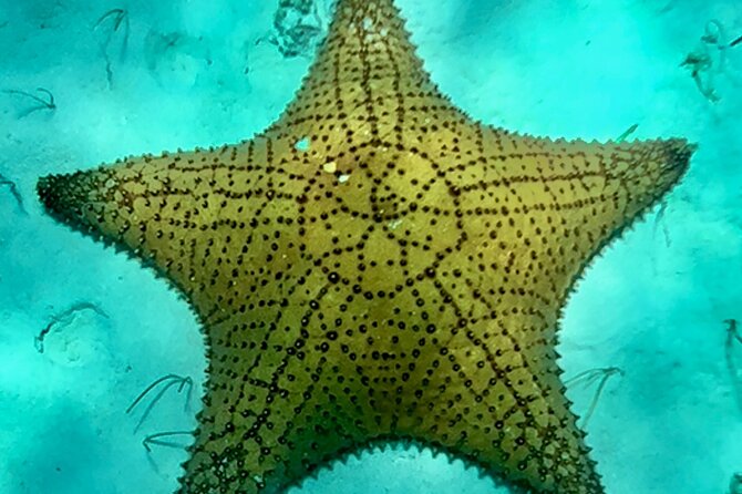 Cozumel Snorkeling Reef Experience with Ceviche and Beers - Private Speedboat Snorkeling in Cozumel: What That Really Changes