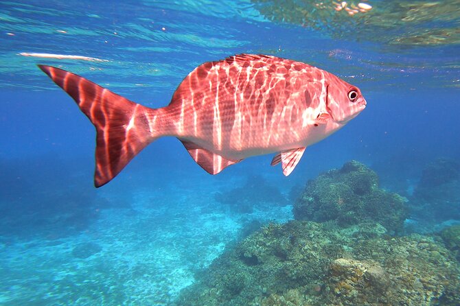 Cozumel Snorkeling Reef Experience with Ceviche and Beers - Gear, Guide Service, and Why Private Feels Easier