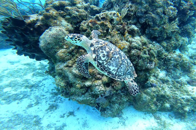 Cozumel Snorkeling Reef Experience with Ceviche and Beers - Price and Value: Is $129 a Good Deal?