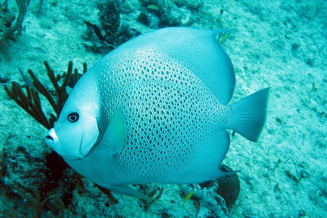 Cozumel Snorkeling Reef Experience with Ceviche and Beers - Palancar Reef: More Time with Iconic Cozumel Marine Life