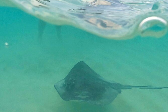 Cozumel: Snorkeling to El Cielo & Cielito with drinks & Snack - Palancar Reef: calmer water and two chances to spot fish
