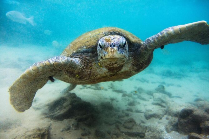 Cozumel Snorkeling Tour at Palancar & Colombia Reefs and El Cielo - Key things to know before you go