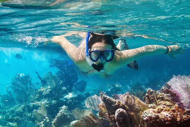 Cozumel Snorkeling Tour at Palancar & Colombia Reefs and El Cielo - Why this Cozumel snorkeling combo feels efficient