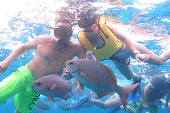 Cozumel Snorkeling Tour at Palancar & Colombia Reefs and El Cielo - Stop 2 at Palancar Reef: nurse sharks, lobsters, and eel sightings