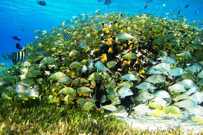 Cozumel Snorkeling Tour at Palancar & Colombia Reefs and El Cielo - Stop 3 at Playa El Cielo (El Cielito when conditions change): starfish and that shallow-water magic