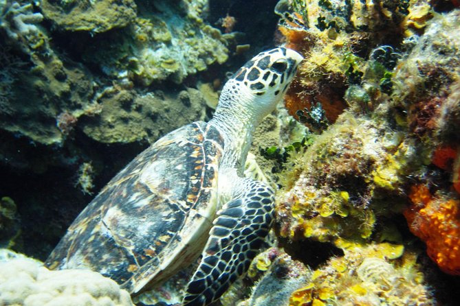 Cozumel Snorkeling Tour at Palancar & Colombia Reefs and El Cielo - What the guides do for you, and why small groups matter