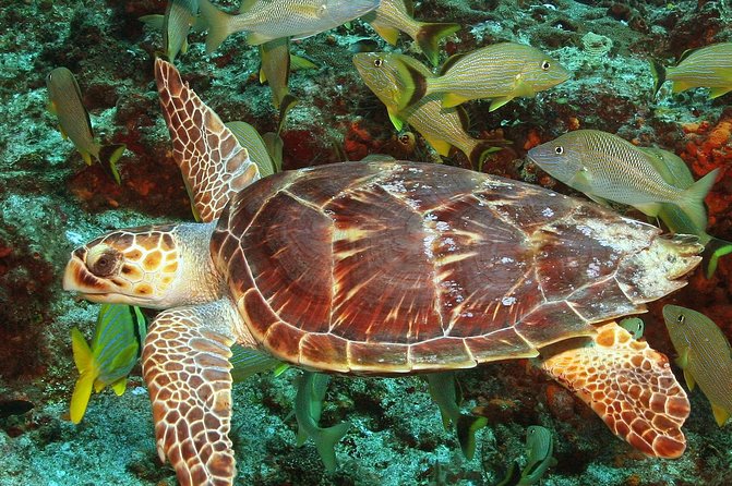 Cozumel Snorkeling Tour at Palancar & Colombia Reefs and El Cielo - Price and the real cost: $59.49 plus the $13 marine access fee