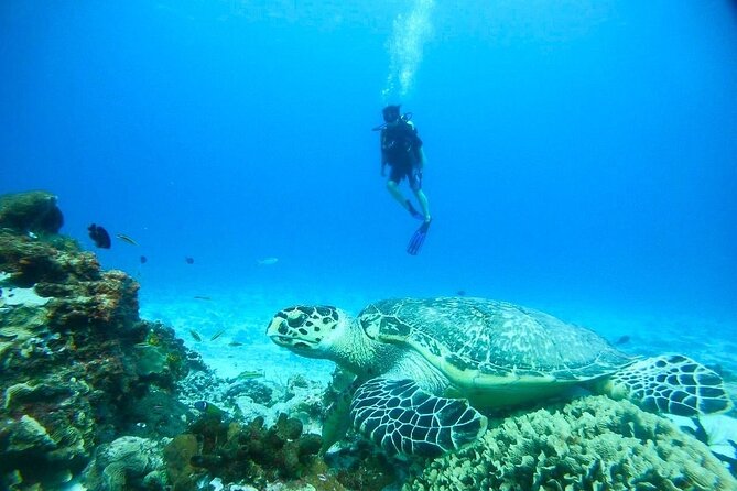 Cozumel snorkeling tour: Palancar, Columbia and El Cielo reefs - Columbia Reef: One of Cozumel’s Most Lively Fish Stops