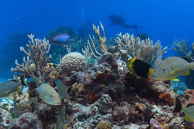 Cozumel snorkeling tour: Palancar, Columbia and El Cielo reefs - Price and Extra Fees: Is It Good Value?