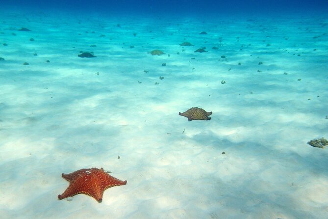 Cozumel Snorkeling Tour to Palancar Reef and El Cielo - Guide style, language, and staying safe in the group