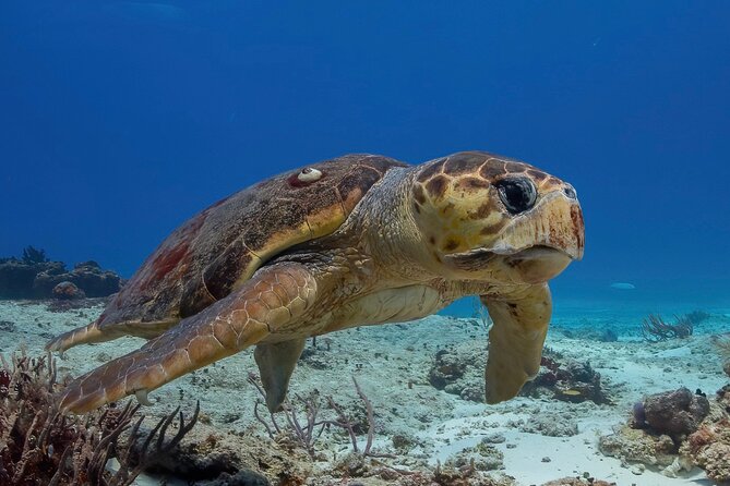 Cozumel underwater 2 Tank Dive by boat - Key highlights you’ll actually feel in the water