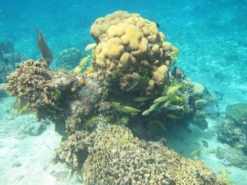 Cozumel: VIP Glass Bottom Boat & Snorkeling 3 Reefs Tour - Reef stop two, Shallow Paradise Reef for fish, coral, and a little current