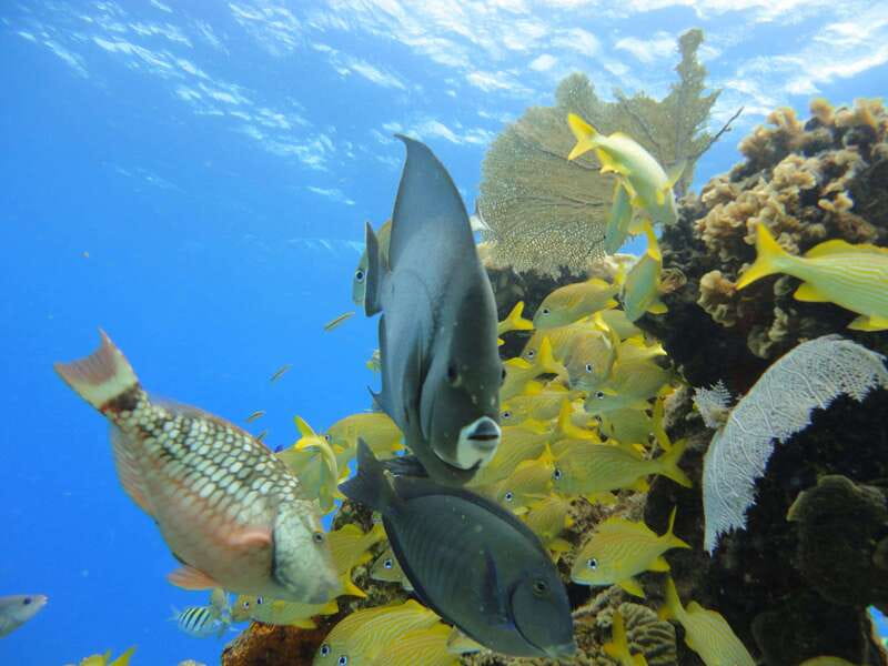 Cozumel: VIP Glass Bottom Boat & Snorkeling 3 Reefs Tour - Reef stop three, Deep Paradise Reef for more time and more chances