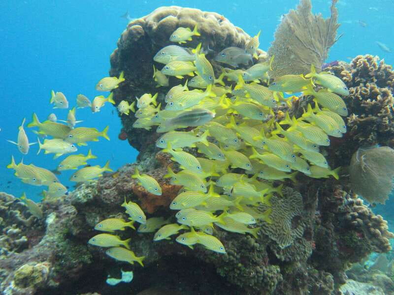 Cozumel: VIP Glass Bottom Boat & Snorkeling 3 Reefs Tour - Guides and safety, from Miguel and Juan to Arturo and Julius