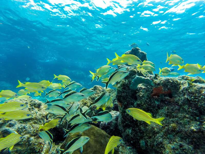 Cozumel: West Coast E-Bike and Snorkeling Tour - Sky Reef Beach and Snorkeling at Tormento’s Reef