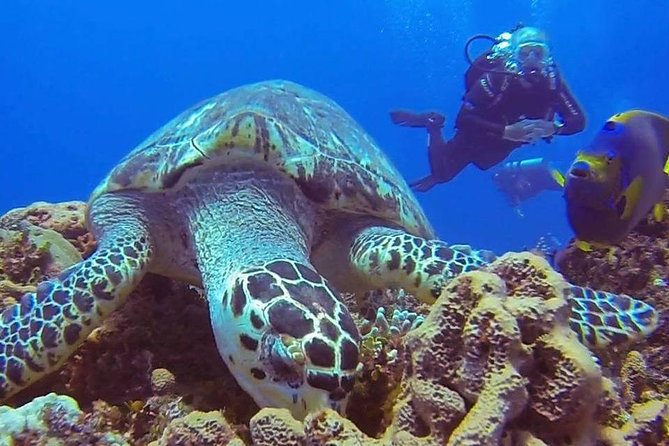 Discover Scuba Diving - After the Lesson: Snorkeling Time to Extend Your Reef Day