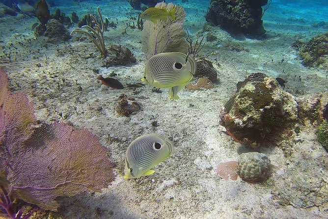 Discover Scuba Diving - Price and Value: Is $95 Worth It for a First Scuba Try?