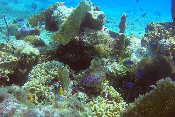 Discover Scuba Diving - Meeting Point Near San Miguel de Cozumel, and How to Avoid Timing Headaches