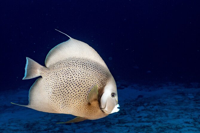 Discover Scuba Diving at Cozumel Marine Park - Group size, timing, and where the day starts
