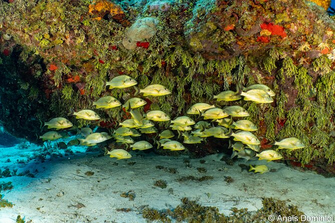Discover Scuba Diving at Cozumel Marine Park - Who this tour suits best (and who might want to rethink it)