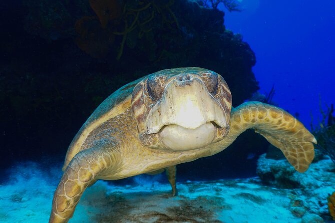 Discover Scuba Diving in Cozumel - Discover Scuba Cozumel: What the 2-Hour Plan Really Feels Like
