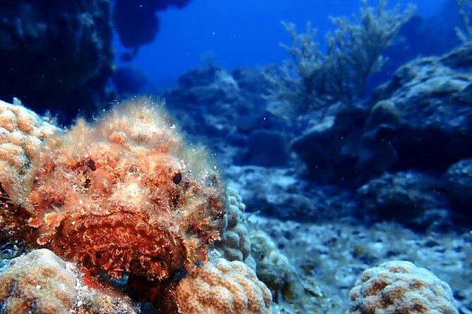 Discover Scuba Diving in Cozumel - The Underwater Session Up to 20 Feet: What You’ll Actually Experience