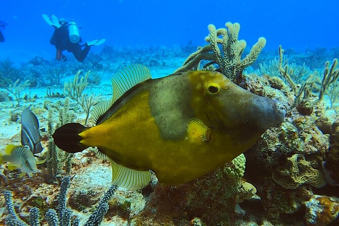 Discover Scuba Diving in Cozumel - Choosing Your Guide in a Small Group (Max 4 Travelers)